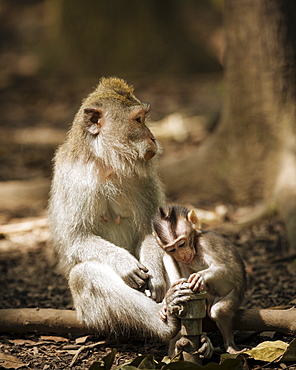 Monkey and baby long tailed Macaques playing with tap, Monkey Forest Sanctuary, Ubud, Bali, Indonesia, Southeast Asia, Asia