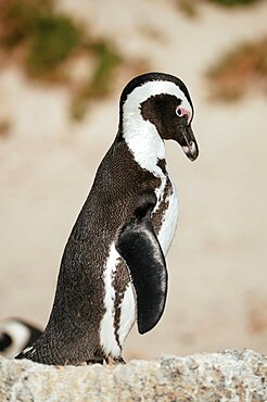 Boulders Beach Penguin Colony, Cape Town, Western Cape, South Africa