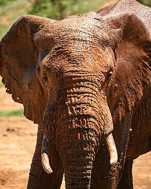 African Elephant at watering hole, Addo Elephant National Park, Eastern Cape, South Africa