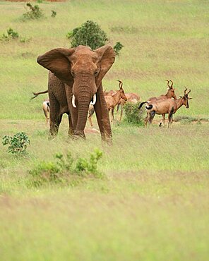 African Elephant, Addo Elephant National Park, Eastern Cape, South Africa