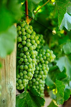 Wine grapes, Stellenbosch, Western Cape, South Africa