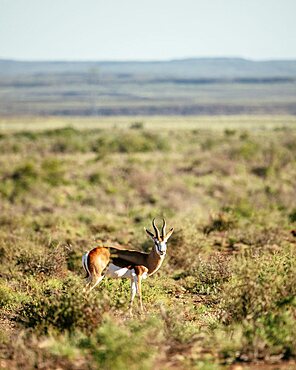 Springbok, Karoo National Park, Beaufort West, Western Cape, South Africa