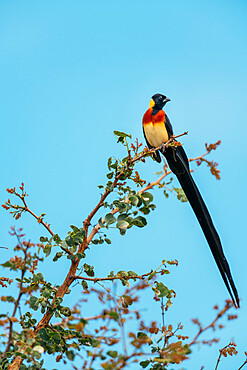 Long-tailed Paradise Whydah, Tanda Tula Reserve, Kruger National Park, South Africa, Africa