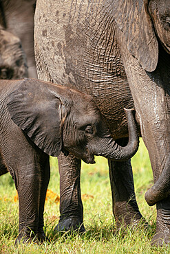 Female African Elephant with her Calf, Timbavati Private Nature Reserve, Kruger National Park, South Africa, Africa