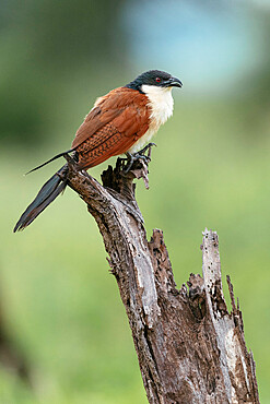 Burchell's Coucal, Makuleke Contractual Park, Kruger National Park, South Africa, Africa