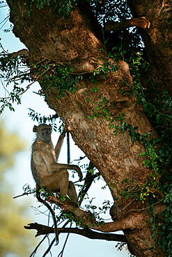 Baboon sitting in tree, Makuleke Contractual Park, Kruger National Park, South Africa, Africa