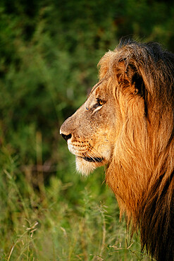 Male Lion, Marataba, Marakele National Park, South Africa, Africa