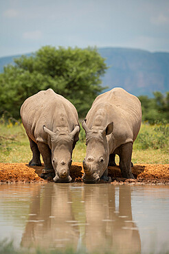 White Rhinos at Watering Hole, Marataba, Marakele National Park, South Africa, Africa