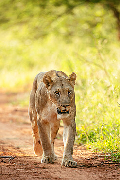 Lioness, Marataba, Marakele National Park, South Africa, Africa