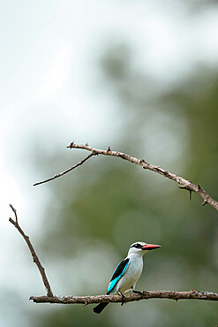 Woodland Kingfisher, Makuleke Contractual Park, Kruger National Park, South Africa, Africa