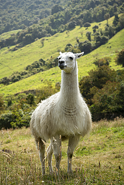 Llama, Termas de Papallacta, Napo, Ecuador, South America