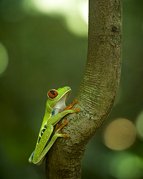 Red-eyed tree frog (Agalychnis callidryas), Sarapiqui, Costa Rica, Central America