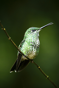 A green-crowned brilliant Hummingbird, Lowland rainforest, Sarapiquí, Costa Rica, Central America