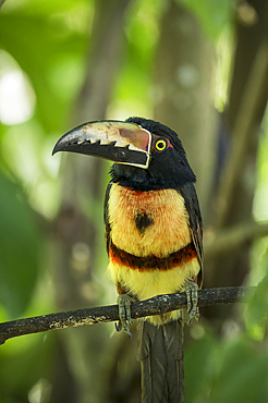Collared Aracari Toucan (Pteroglossus torquatus), Sarapiquí, Costa Rica, Central America