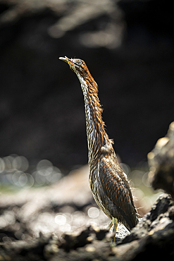 Juvenile Lava Heron, Isla Bartholomé, Galapagos Islands, Ecuador