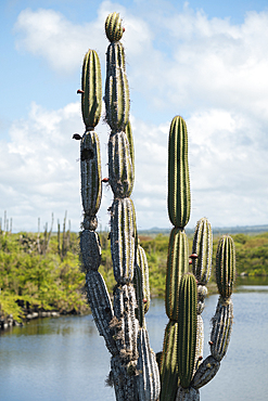 Cactus Tree, Isla Isabela, Galapagos Islands, Ecuador