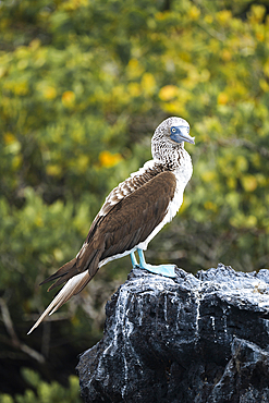 Blue footed Boobie (Sula nebouxii), Isla Isabela, Galapagos Islands, Ecuador