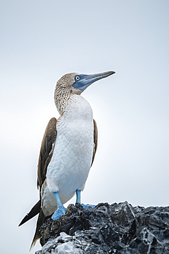 Blue footed Boobie (Sula nebouxii), Isla Isabela, Galapagos Islands, Ecuador