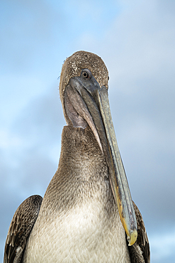 Galápagos Brown Pelican, Isla Isabela, Galapagos Islands, Ecuador