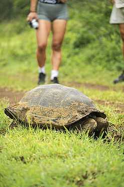 Isabela Island Giant Tortoise (Chelonoidis niger vicina), Sierra Negra volcano, Isabela Island, Galapagos Islands, Ecuador