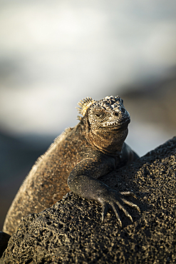 Marine Iguana, Isla Isabela, Galapagos Islands, Ecuador