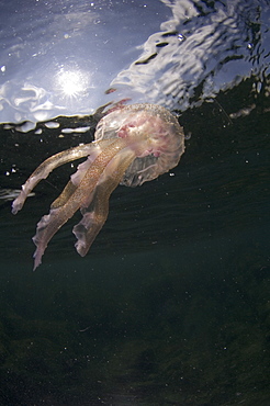 Purple Stinger Jellyfish (Pelagia notiluca).
Sardinia, Italy, Mediterranean
