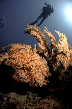 Diver & Seafan (Species unknown). Sipadan Island, Borneo, Malaysia.  (A4 only).