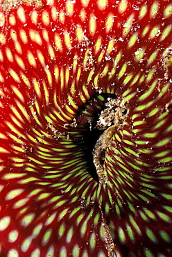 Close-up of Strawberry anenome (Actinia fragacea), , St Brides, Pembrokeshire, Wales, UK, Europe