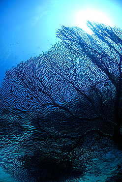 Gorgonian Sea Fan - Annella reticulata (Supergorgia reticulata), Sipadan, Sabah, Malaysia, Borneo, South-east Asia