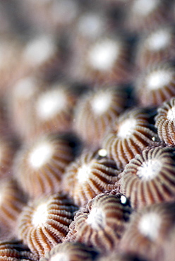 Stony Coral ( Diploastrea heliopora ),Mahe, Seychelles, Indian Ocean