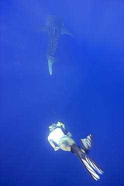 Whale shark researcher snorkelling underwater with Whale Shark