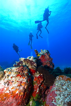 Colorful encrusting sponges and corals cover the rock formations at Pedras Secas, Fernando de Noronha, Pernambuco, Brazil, South America