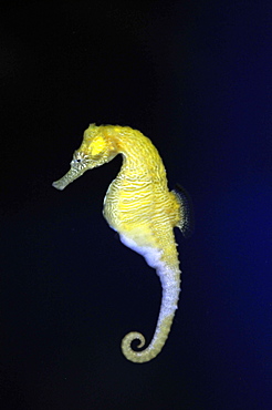 Seahorse (Hippocampus erectus) in captivity, Hawaii, United States of America, North America