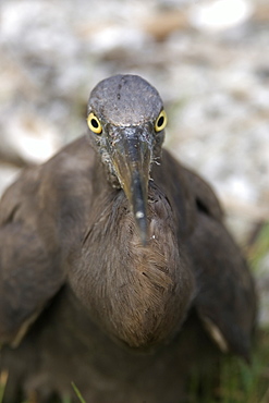 Heron (Butorides sp.), Rongelap, Marshall Islands, Micronesia, Pacific