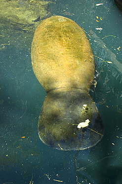 Florida manatee (Trichechus manatus latirostris), Homosassa Springs Wildlife State Park, Florida, United States of America, North America