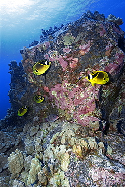 Racoon butterflyfish (Chaetodon lunula), Kailua-Kona, Hawaii, United States of America, Pacific