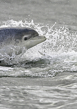 Bottlenose dolphin (Tursiops truncatus truncatus) surfacing at speed looking towards camera. Moray Firth, Scotland (A4 only).