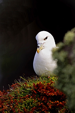 A Fulmar (Fulmarus glacialis) nesting on grass cliff habitat, Handa Island, Scotland.