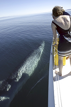 A curious Bryde's whale (Balaenoptera edeni) swims alongside a boat. 
Gulf of California. (A4 only).