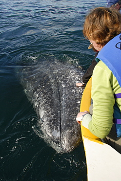 Gray whale (Eschrichtius robustus). A gray whale uses its head to push a small tourist boat around. Mexico.