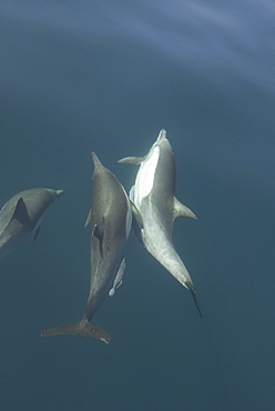 Common Dolphins.  Baja, Mexico