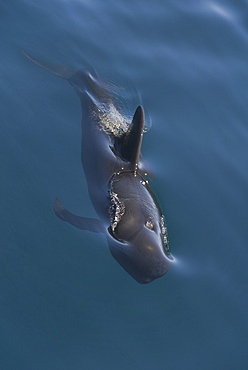 Short finned pilot whale (Globicephala macrorynchus). An outline view of a pilot whale. Gulf of California.