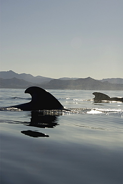 Short finned pilot whale (Globicephala macrorynchus). A pair of pilot whale fins with the coast behind.  Gulf of California.