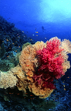 diver in the red sea with some red soft coral. Red Sea