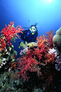 diver in the red sea with some red soft coral. Red Sea