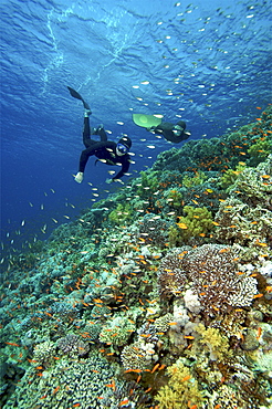 Sara Campbell world Champion freediver running freediving courses in Dahab. Egypt.