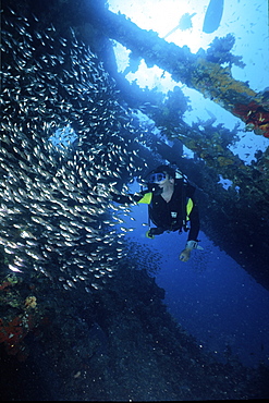 Diver in wreck with glass fish school