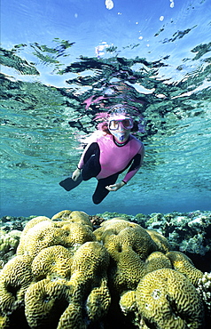 Free diver over large coral  