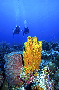 Divers enjoying reef diving in Barbados, Caribbean