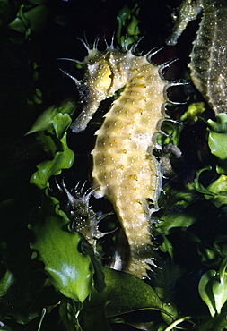 Seahorse resting in seaweed (Hippocampus guttulatus was ramulosus). 